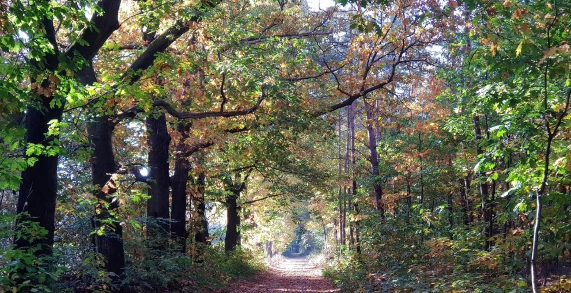 Vakantiehuis Op Rustig Bospark Veluwe Voorthuizen Exterior photo